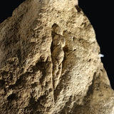 The ancient Venus of Abri Pataud, a 15,000 year old goddess figure carved in stone in southern France, which inspired the ring.